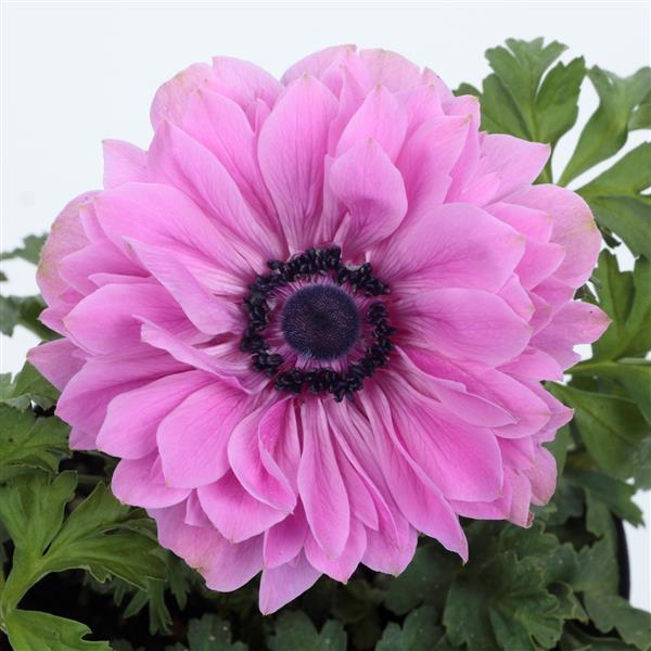 Anemone coronaria <br>POPPY ANEMONE DOUBLE ROSE