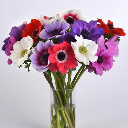 Anemone coronaria <br>POPPY ANEMONE MIX.