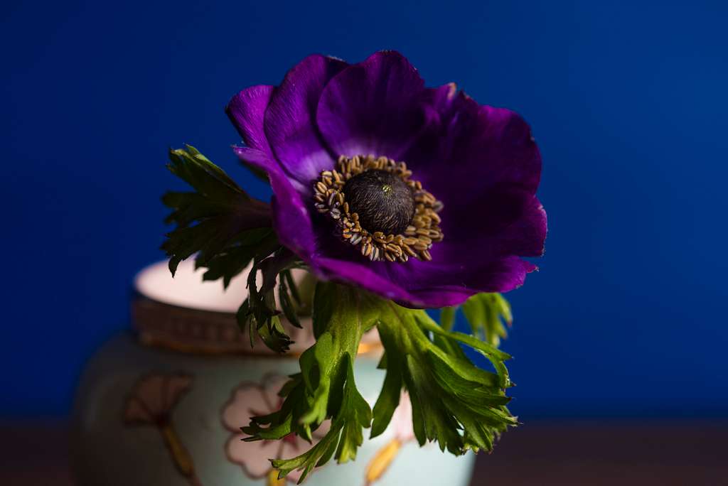 Anemone coronaria <br>POPPY ANEMONE MIX. - Image 4