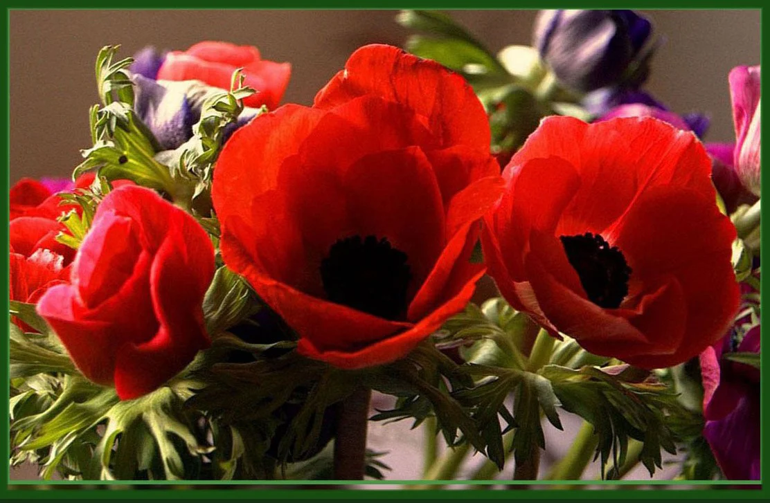 Anemone coronaria <br>POPPY ANEMONE MIX. - Image 6