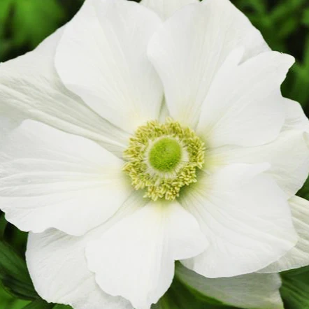 Anemone coronaria <br>WHITE POPPY ANEMONE.