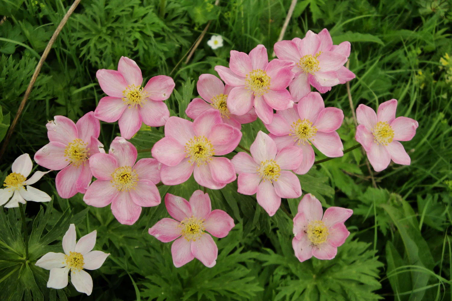 Anemone fasciculata, Anemonastrum fasciculatum <br>MEADOW ANEMONE, WINDFLOWER