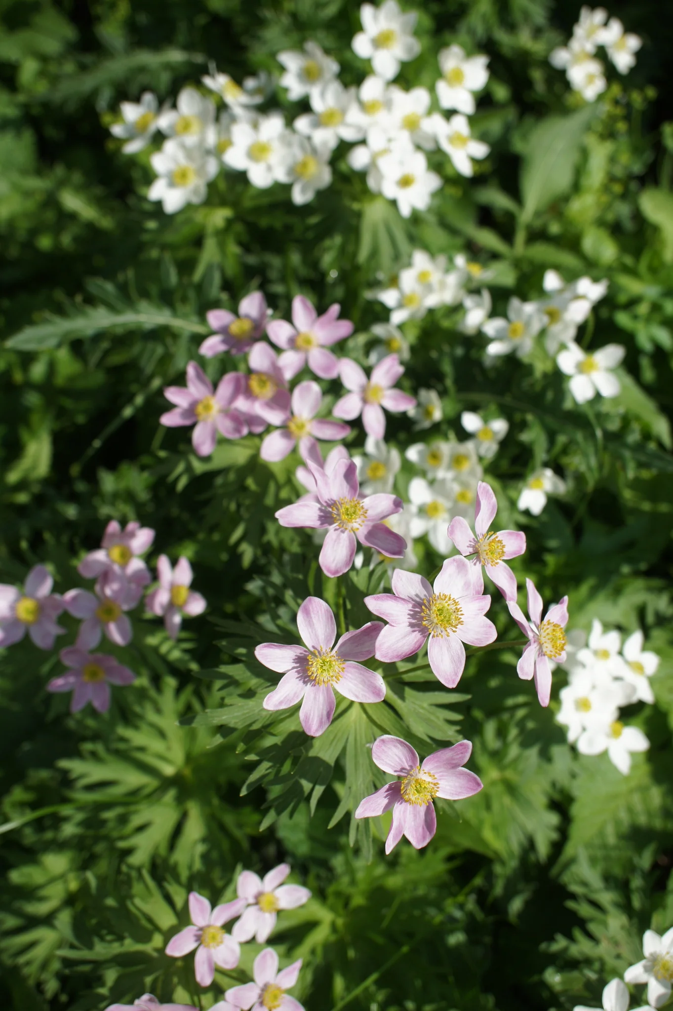 Anemone fasciculata, Anemonastrum fasciculatum <br>MEADOW ANEMONE, WINDFLOWER - Image 2