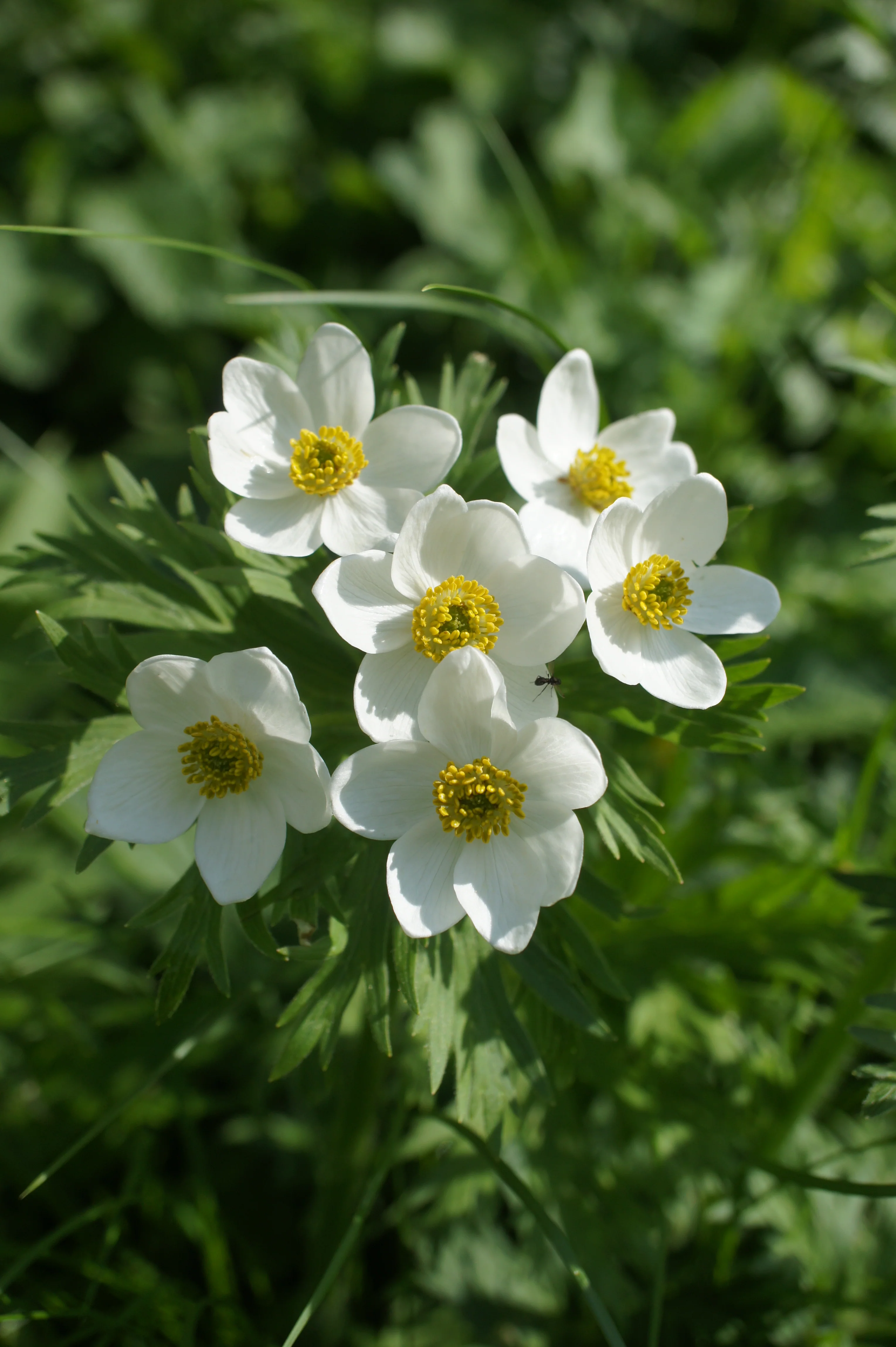 Anemone fasciculata, Anemonastrum fasciculatum <br>MEADOW ANEMONE, WINDFLOWER - Image 3