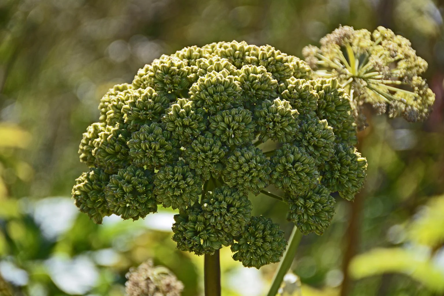 Angelica archangelica <br>ANGELICA