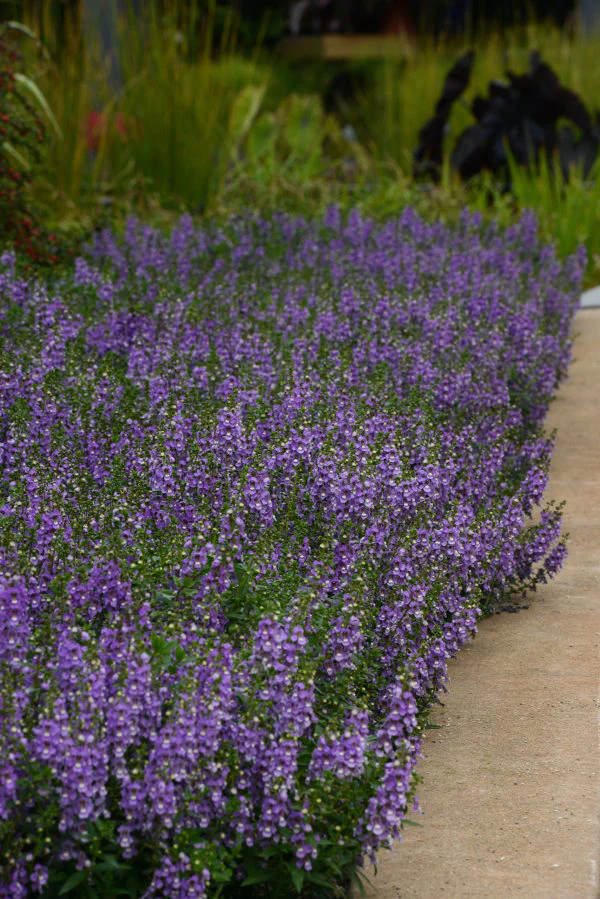 Angelonia augustifolia <br>ANGELONIA LAVENDER - Image 2
