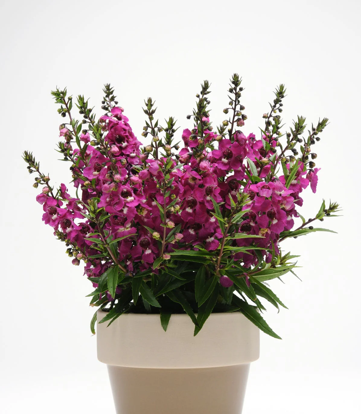 Angelonia augustifolia <br>ANGELONIA RASPBERRY