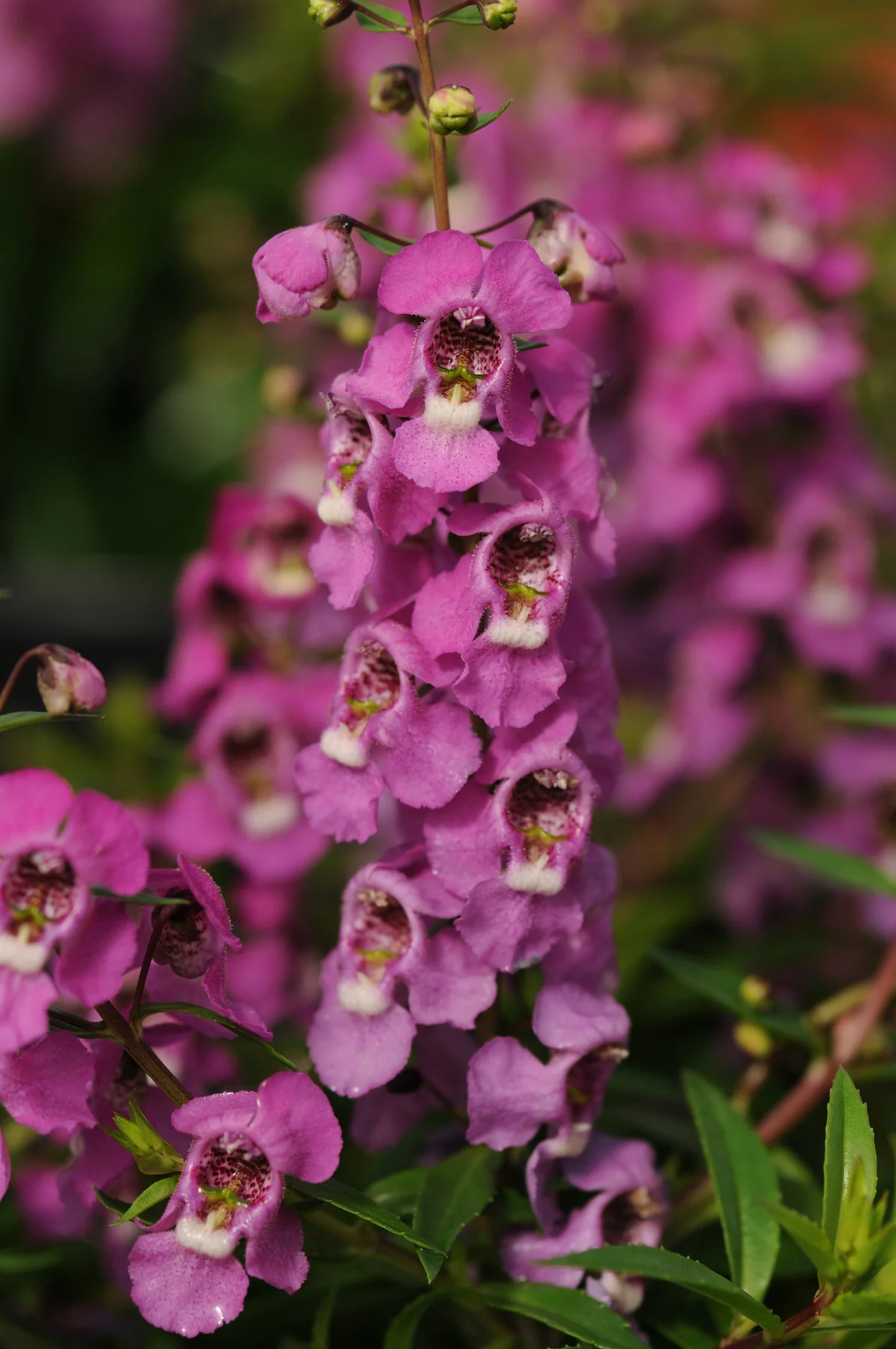 Angelonia augustifolia <br>ANGELONIA RASPBERRY - Image 2