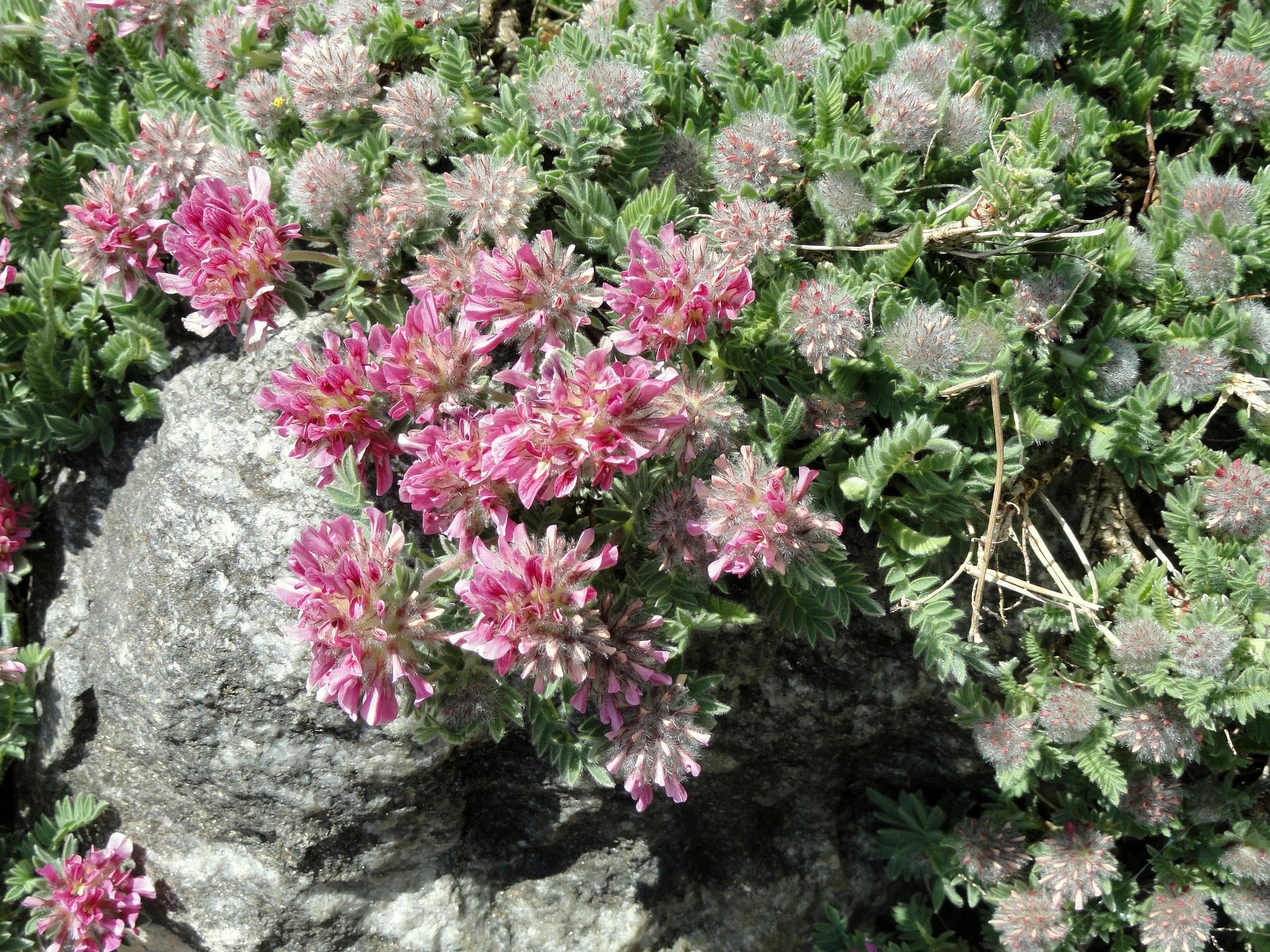 Anthyllis vulneraria <br>KIDNEY VETCH PASTELS
