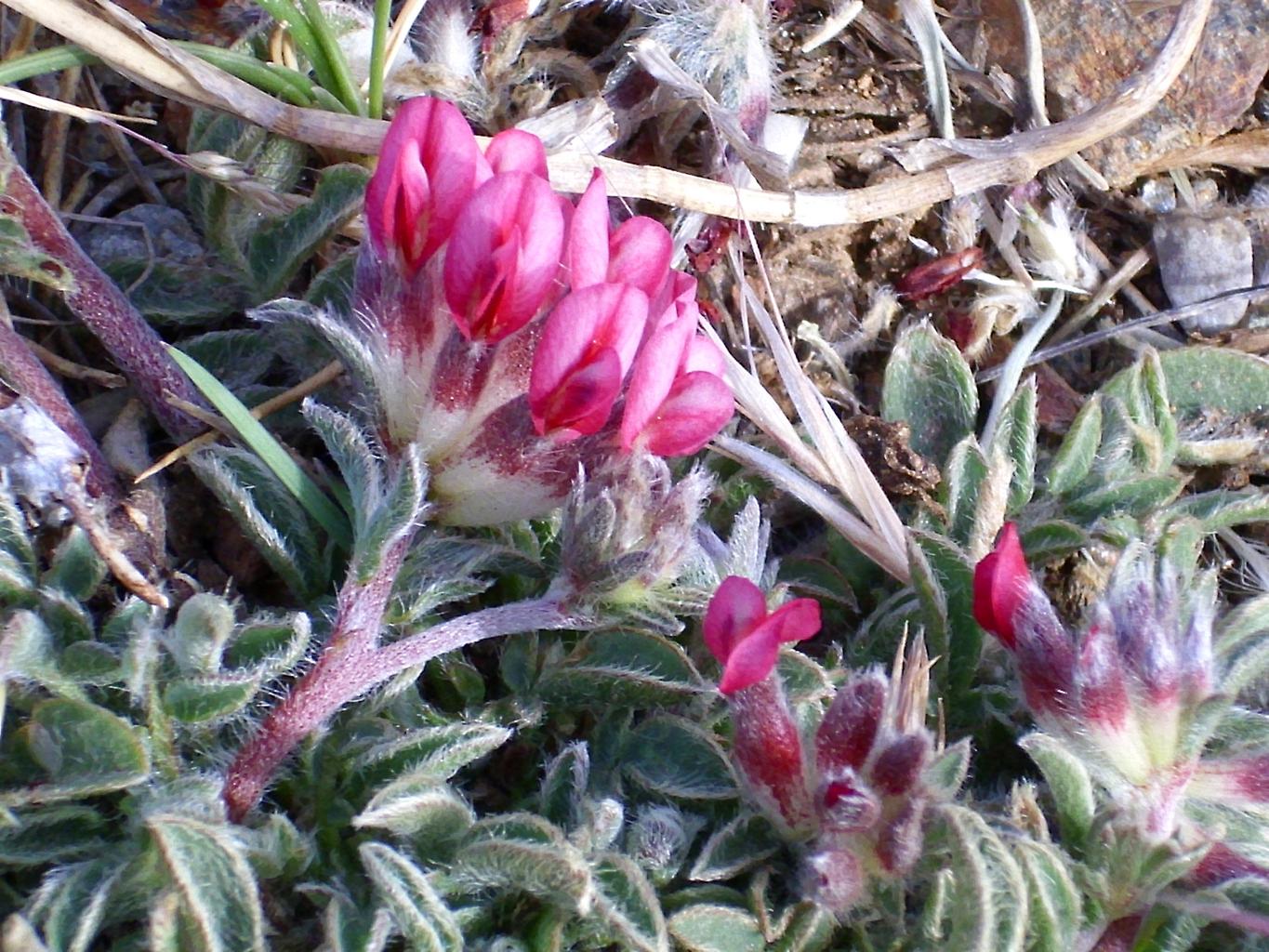 Anthyllis vulneraria <br>KIDNEY VETCH PASTELS - Image 3