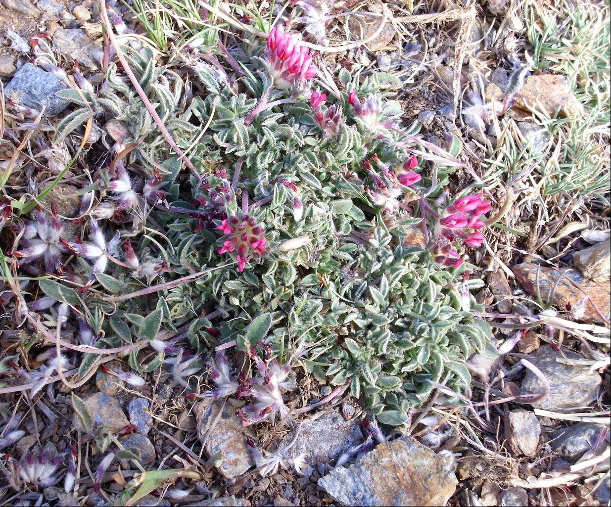 Anthyllis vulneraria <br>KIDNEY VETCH PASTELS - Image 4