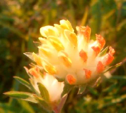 Anthyllis vulneraria <br>KIDNEY VETCH PASTELS - Image 5