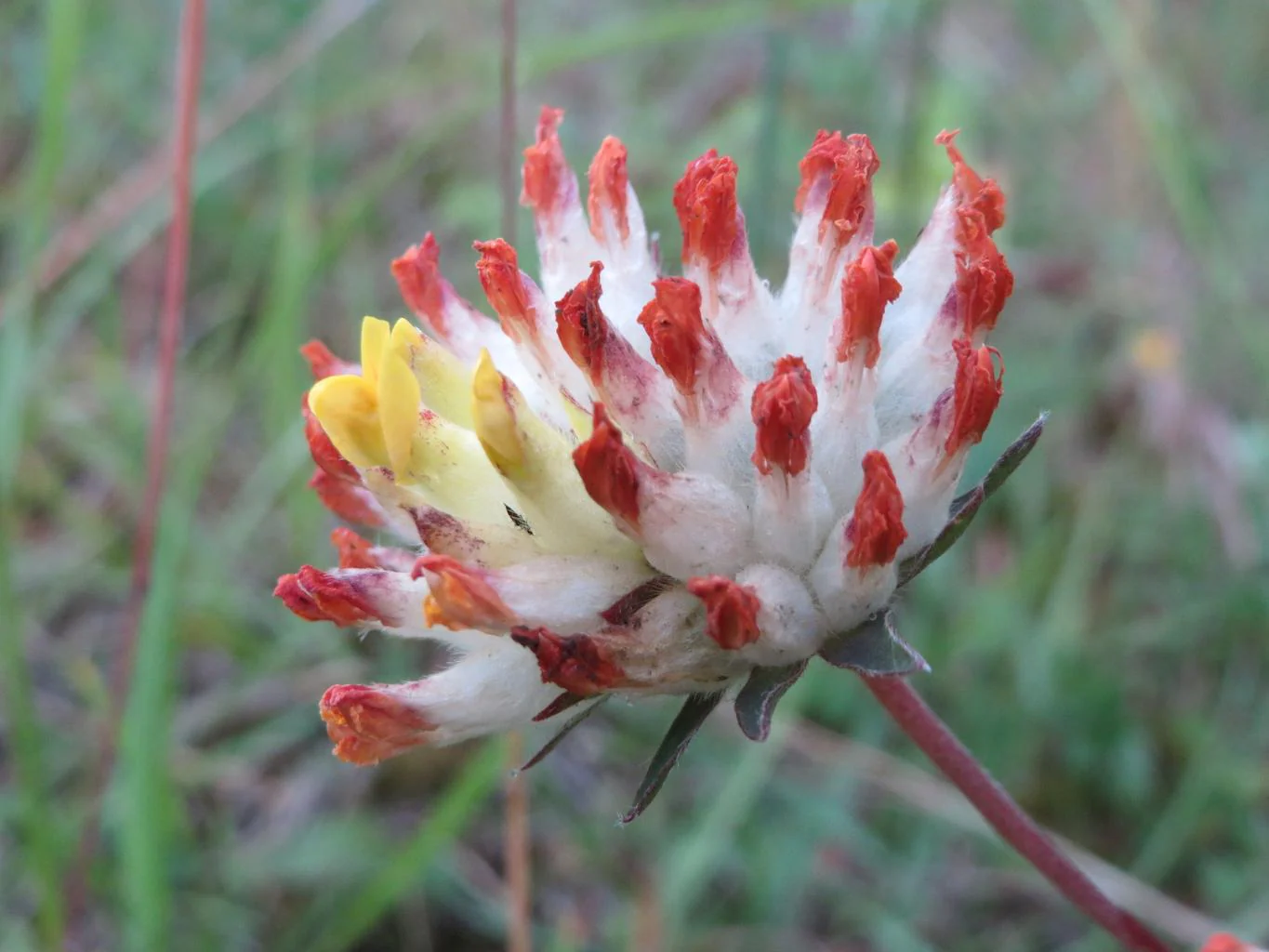 Anthyllis vulneraria <br>KIDNEY VETCH PASTELS - Image 6