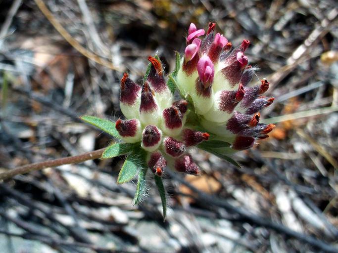 Anthyllis vulneraria <br>KIDNEY VETCH PASTELS - Image 7