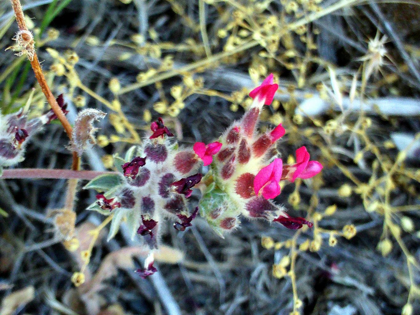 Anthyllis vulneraria <br>KIDNEY VETCH PASTELS - Image 8