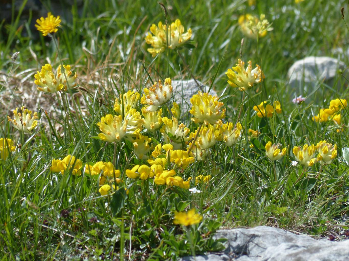 Anthyllis vulneraria <br>KIDNEY VETCH PASTELS - Image 9