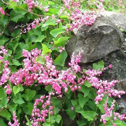 Antigonon leptopus <br>CORAL VINE, MEXICAN CREEPER