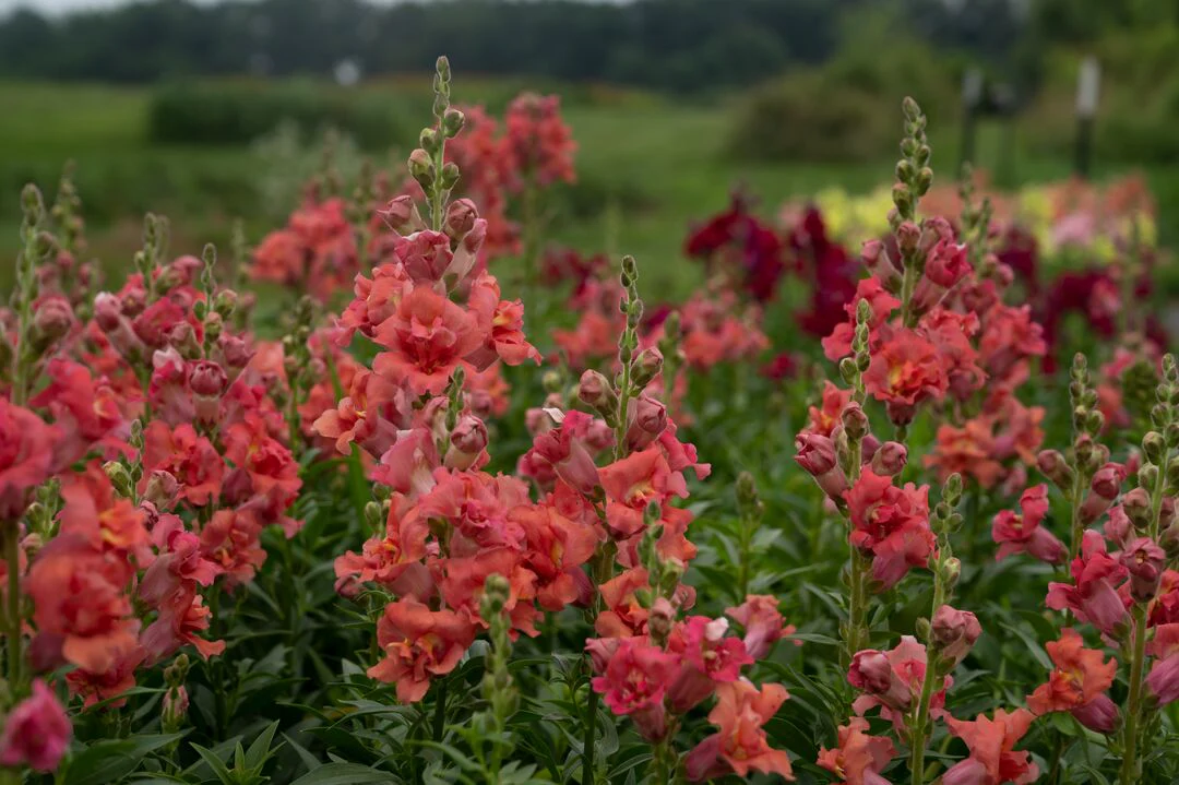 Antirrhinum <br>SNAPDRAGON BUTTERFLY CHERRY BRONZE - Image 2