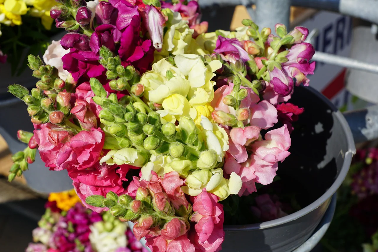 Antirrhinum majus <br>SNAPDRAGON STURDY MIX