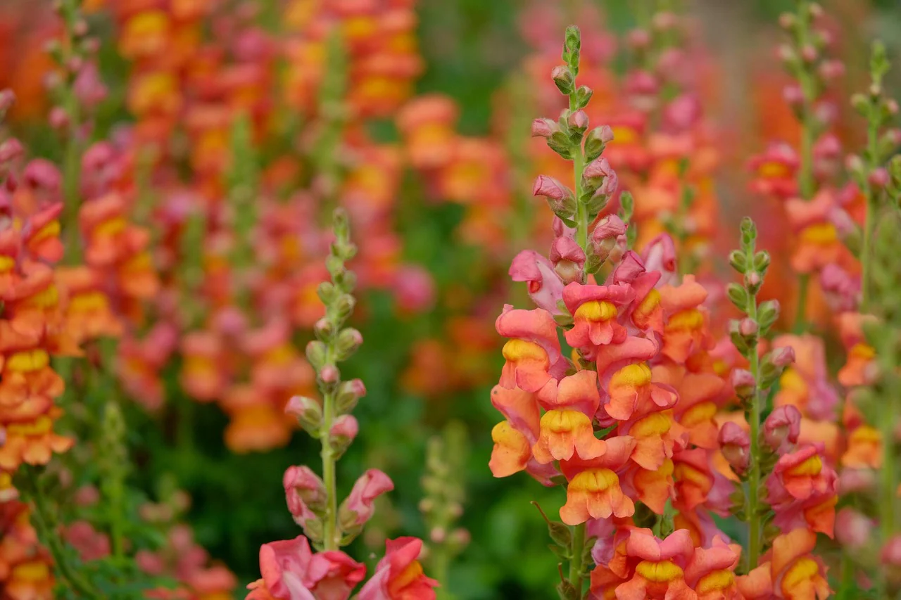Antirrhinum majus <br>SNAPDRAGON STURDY MIX - Image 2