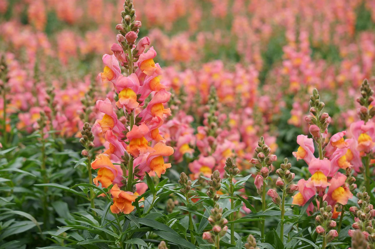 Antirrhinum majus <br>SNAPDRAGON STURDY MIX - Image 5