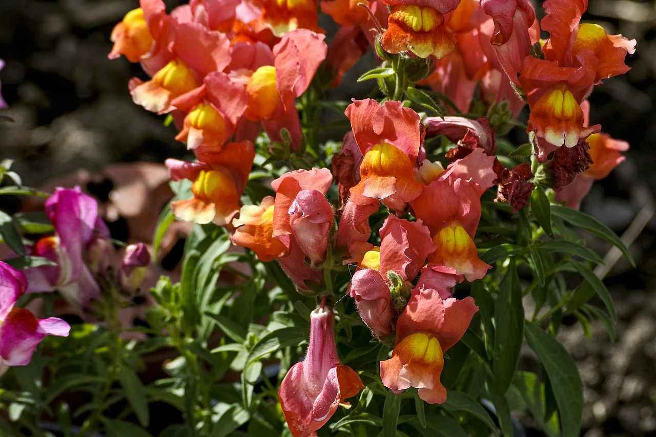Antirrhinum majus <br>SNAPDRAGON STURDY MIX - Image 6