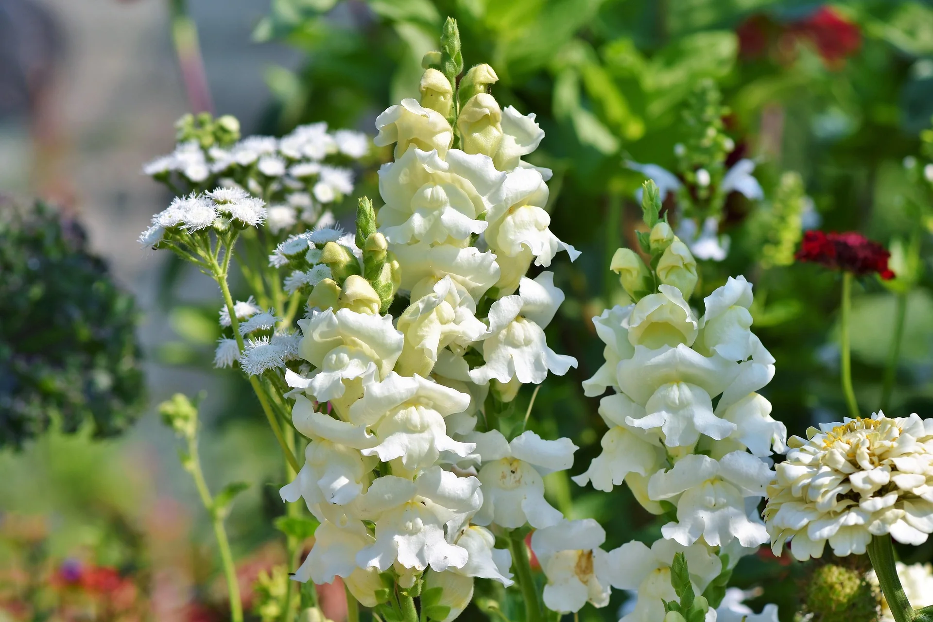 Antirrhinum majus <br>SNAPDRAGON STURDY MIX - Image 8