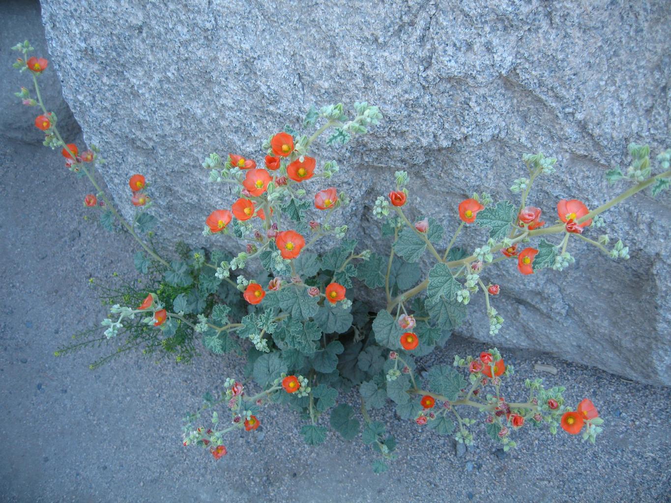 Sphaeralcea ambigua <br>APRICOT GLOBEMALLOW - Image 2