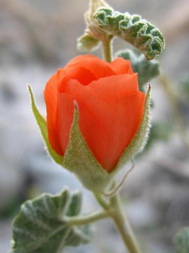Sphaeralcea ambigua <br>APRICOT GLOBEMALLOW - Image 3