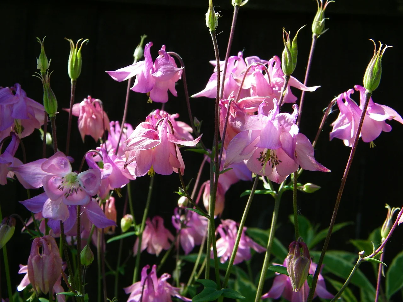 Aquilegia caerulea <br>DWARF COMPACT COLUMBINE MIX - Image 3