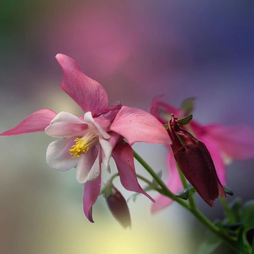 Aquilegia caerulea <br>DWARF COMPACT COLUMBINE MIX - Image 4