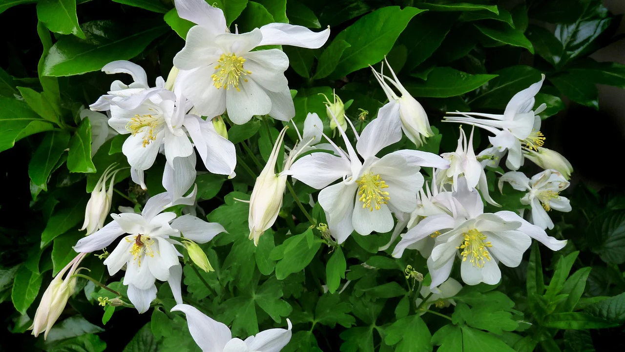 Aquilegia caerulea <br>DWARF COMPACT COLUMBINE MIX - Image 5