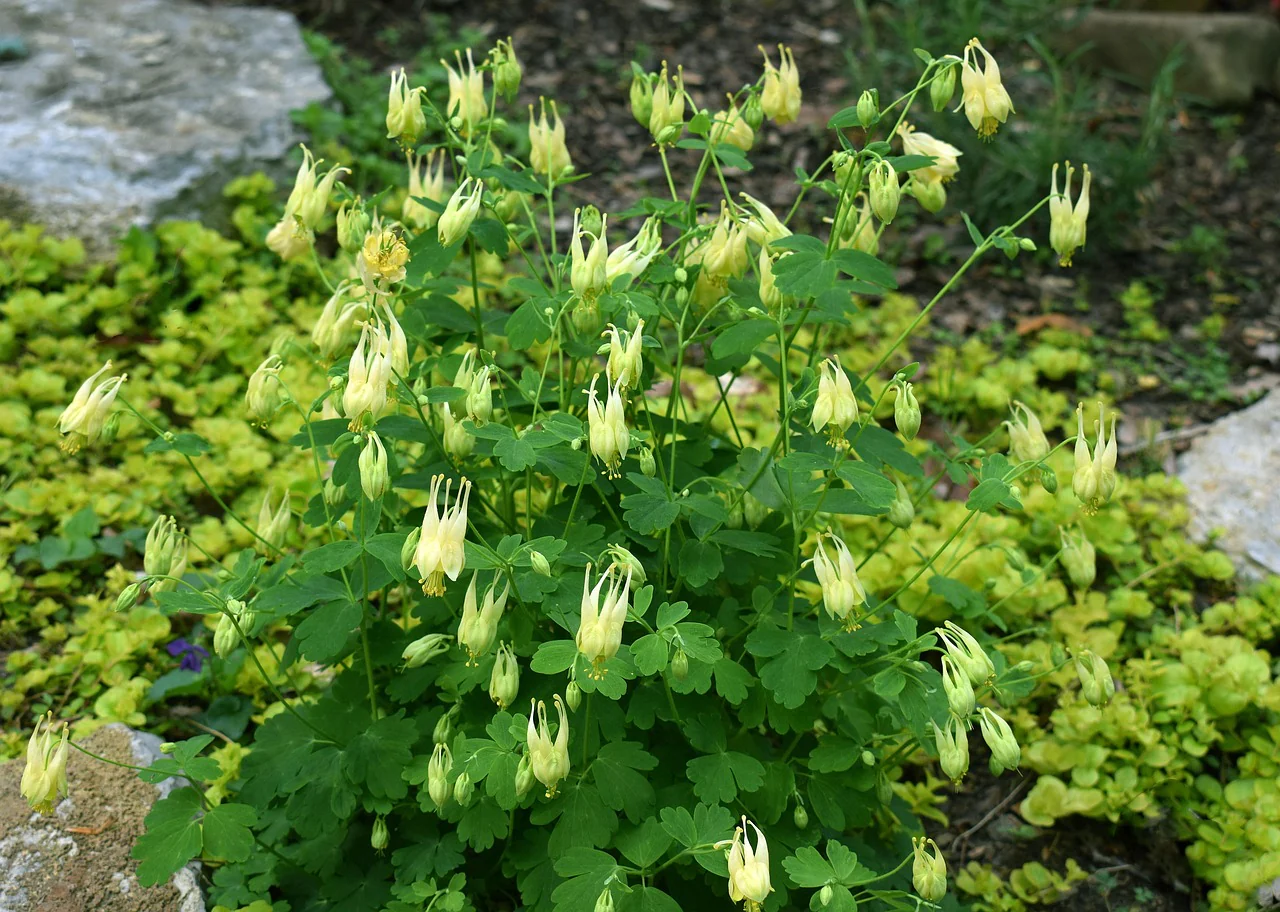 Aquilegia canadensis corbet <br>CANADA COLUMBINE, HONEYSUCKLE COLUMBINE - Image 2