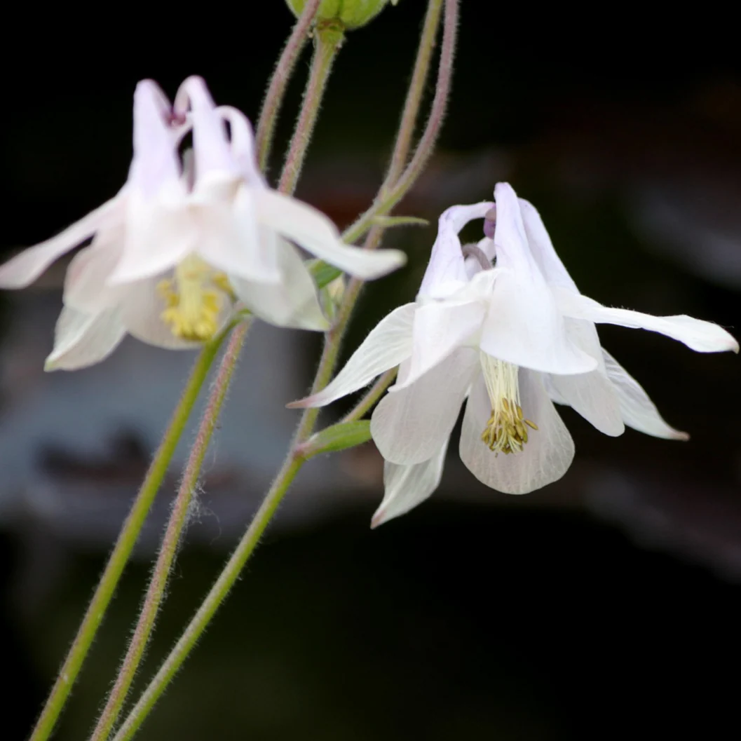 Aquilegia vulgaris alba <br>COLUMBINE MUNSTEAD WHITE