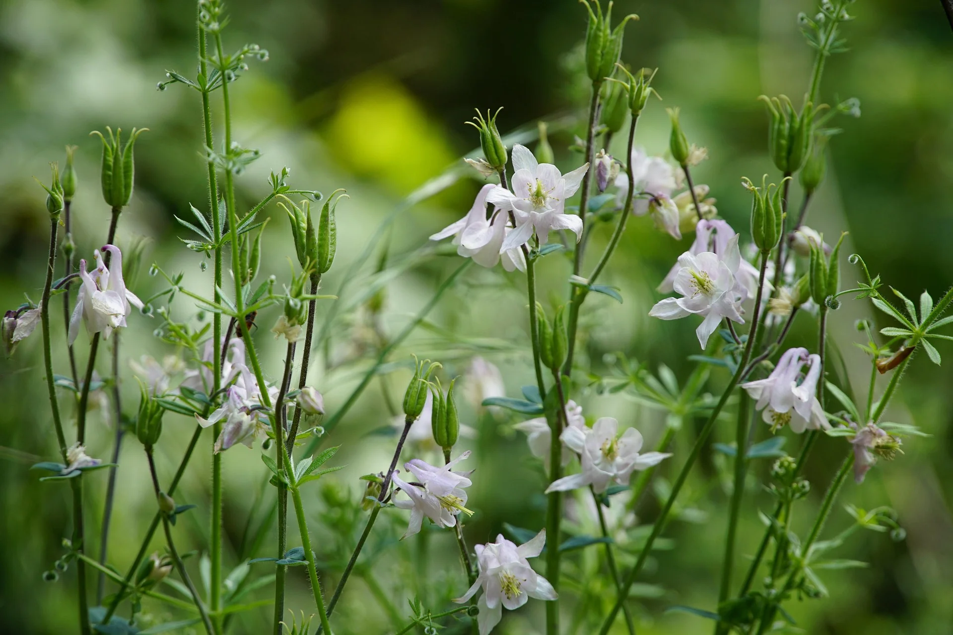 Aquilegia vulgaris alba <br>COLUMBINE MUNSTEAD WHITE - Image 3