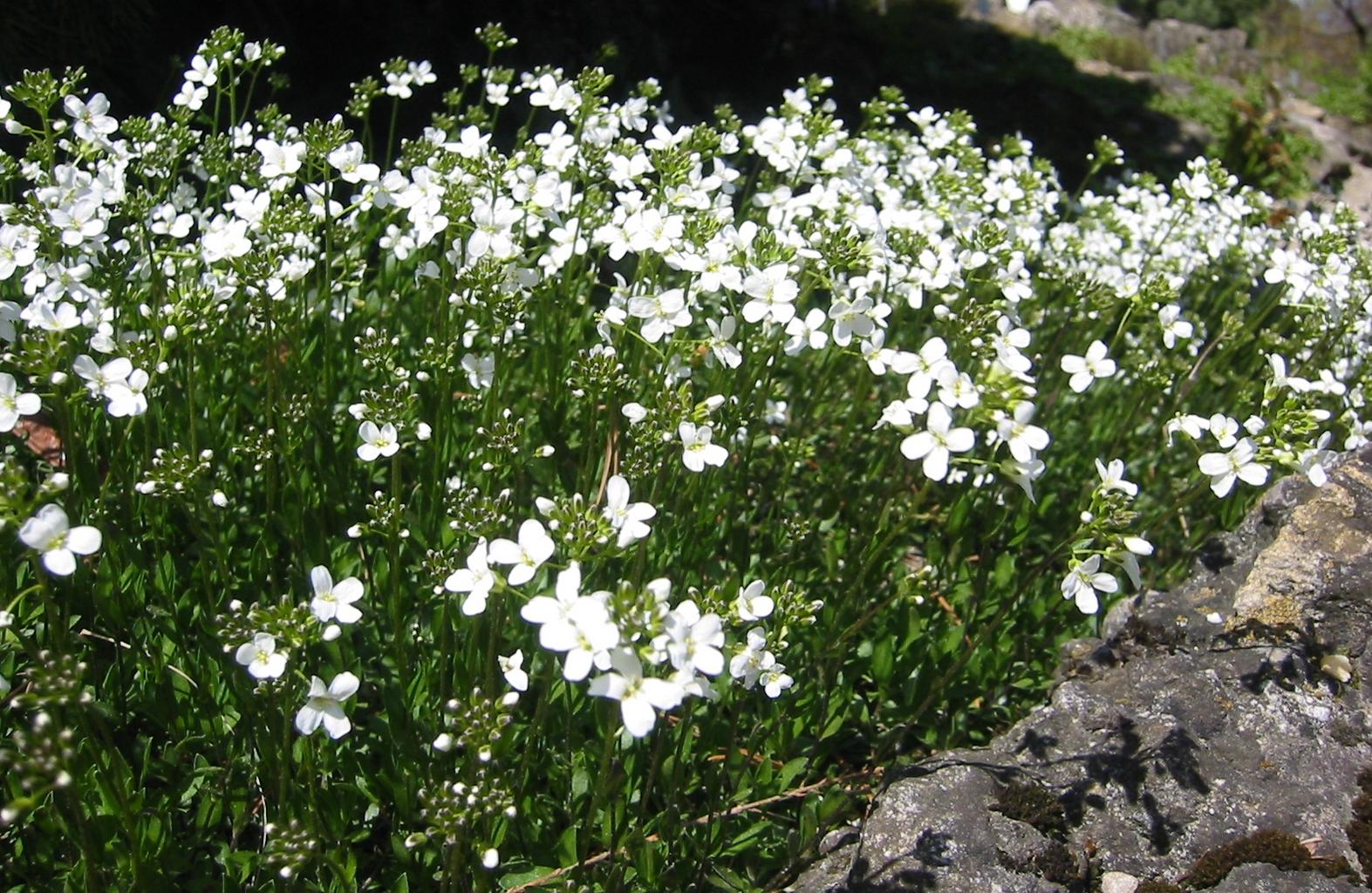 Arabis procurrens <br>RUNNING/SPREADING ROCK CRESS WHITE - Image 2