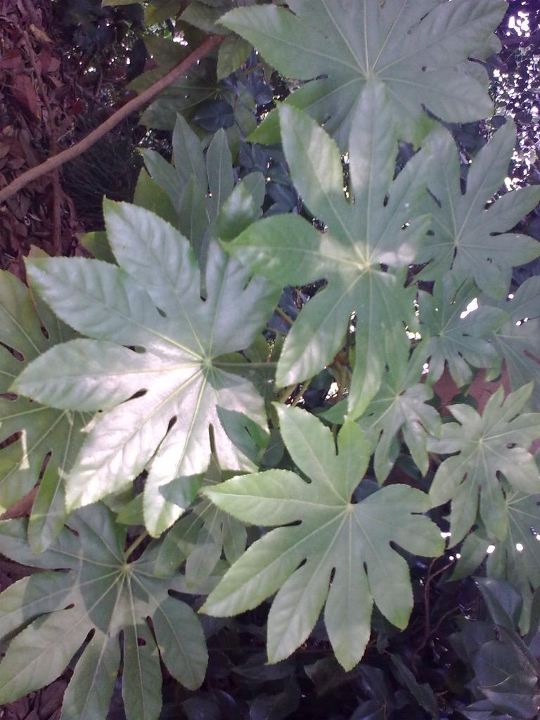 Aralia sieboldii, Fatsia japonica <br>JAPANESE ARALIA - Image 4
