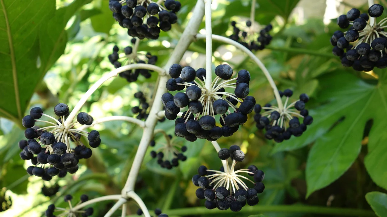 Aralia sieboldii, Fatsia japonica <br>JAPANESE ARALIA - Image 6