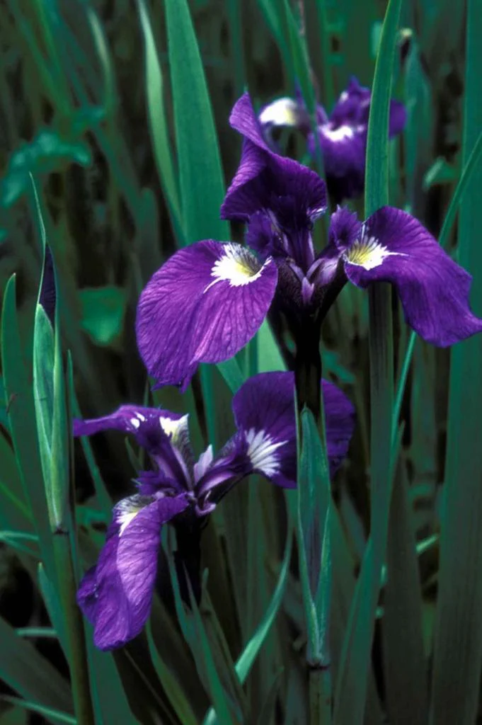 Iris setosa <br>ARCTIC BLUE FLAG IRIS - Image 3