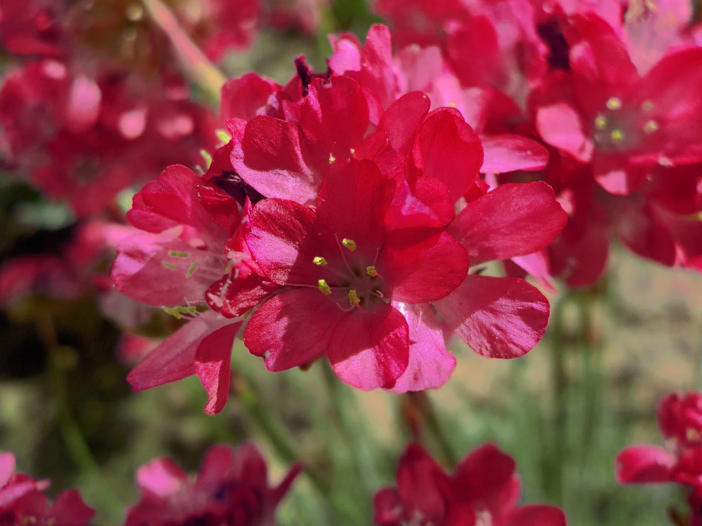 Armeria pseudarmeria <br>RED-ROSE SEA THRIFT