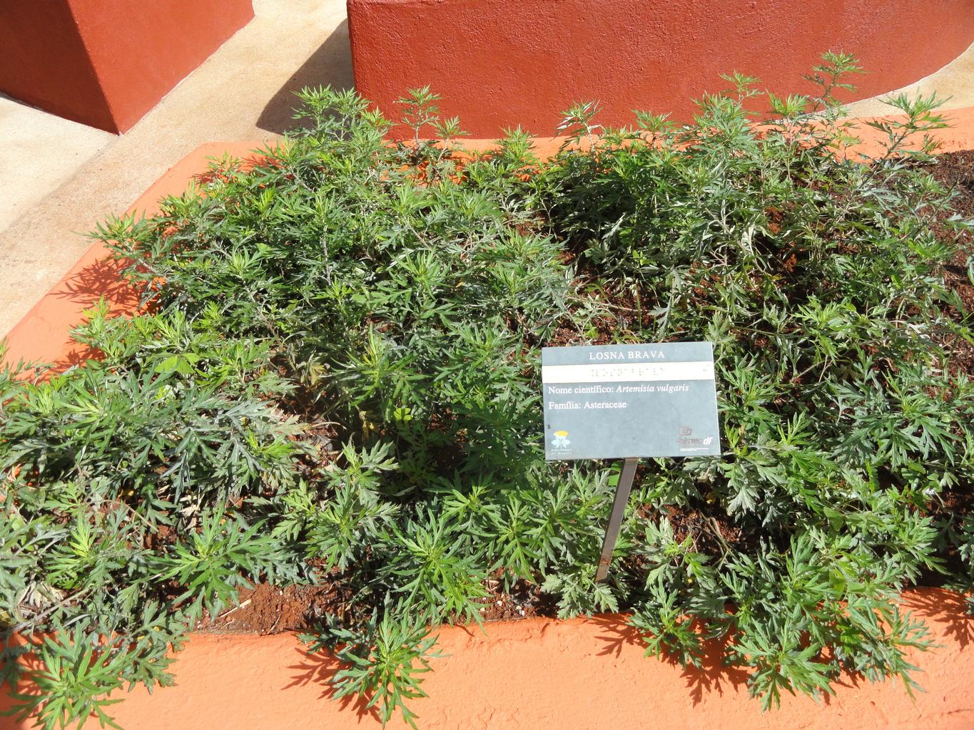 Artemesia vulgaris <br>MUGWORT, WORMWOOD - Image 2