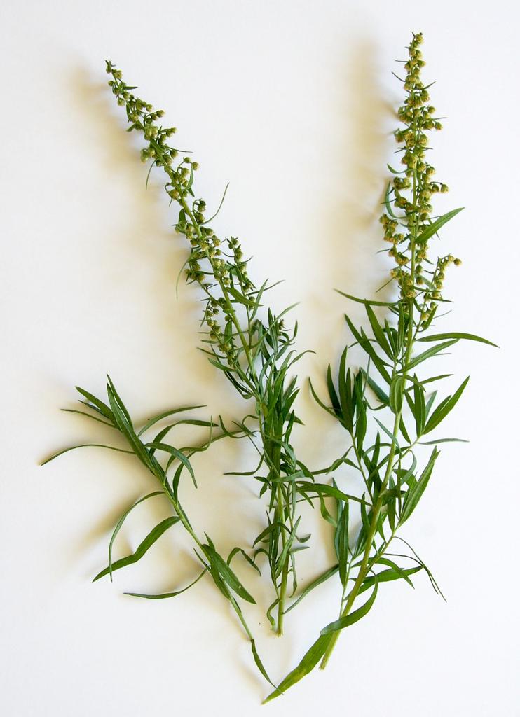 Artemisia dracunculus <br>TARRAGON - Image 2