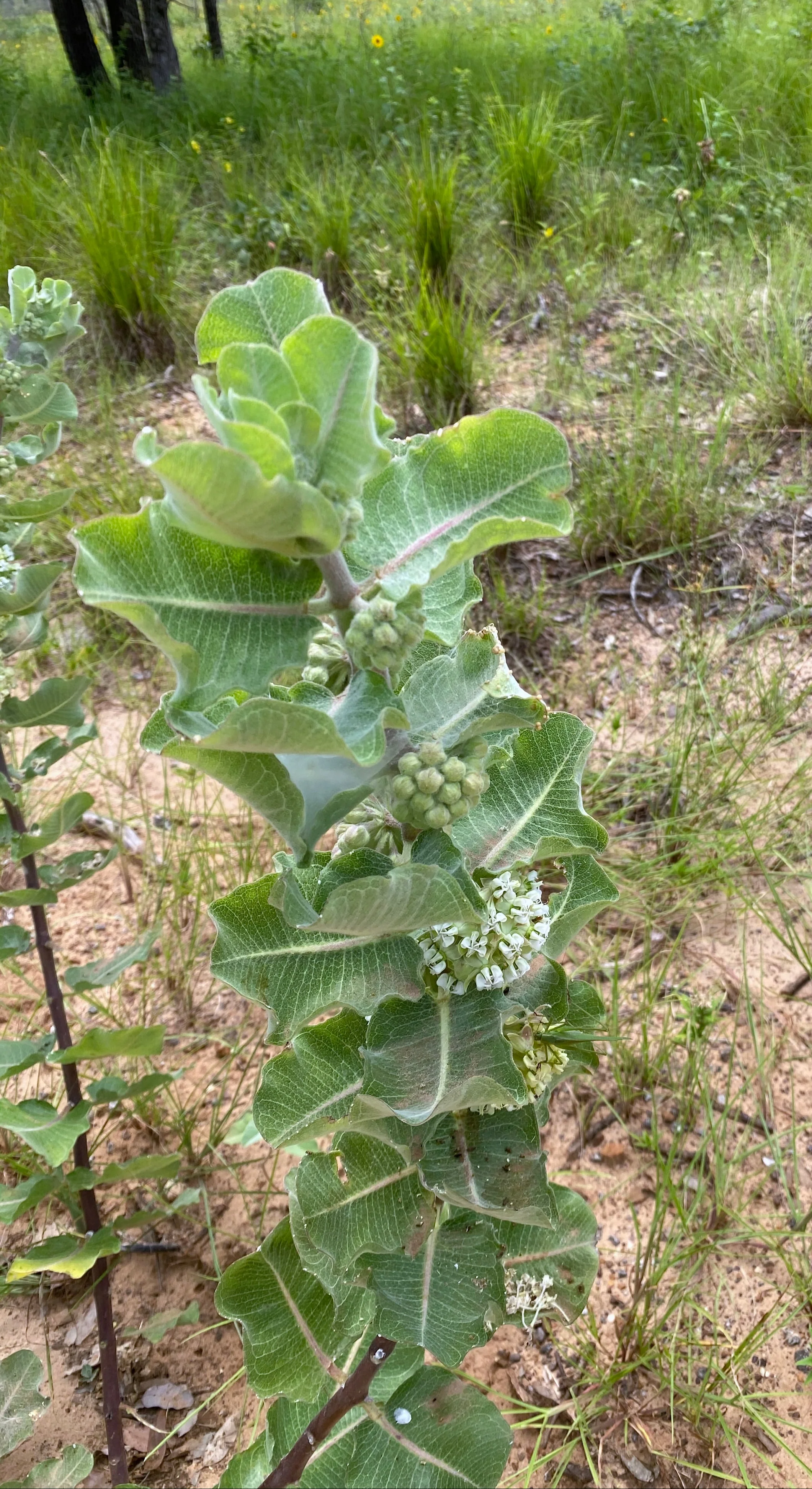 Asclepias arenaria <br>WESTERN SAND MILKWEED - Image 2