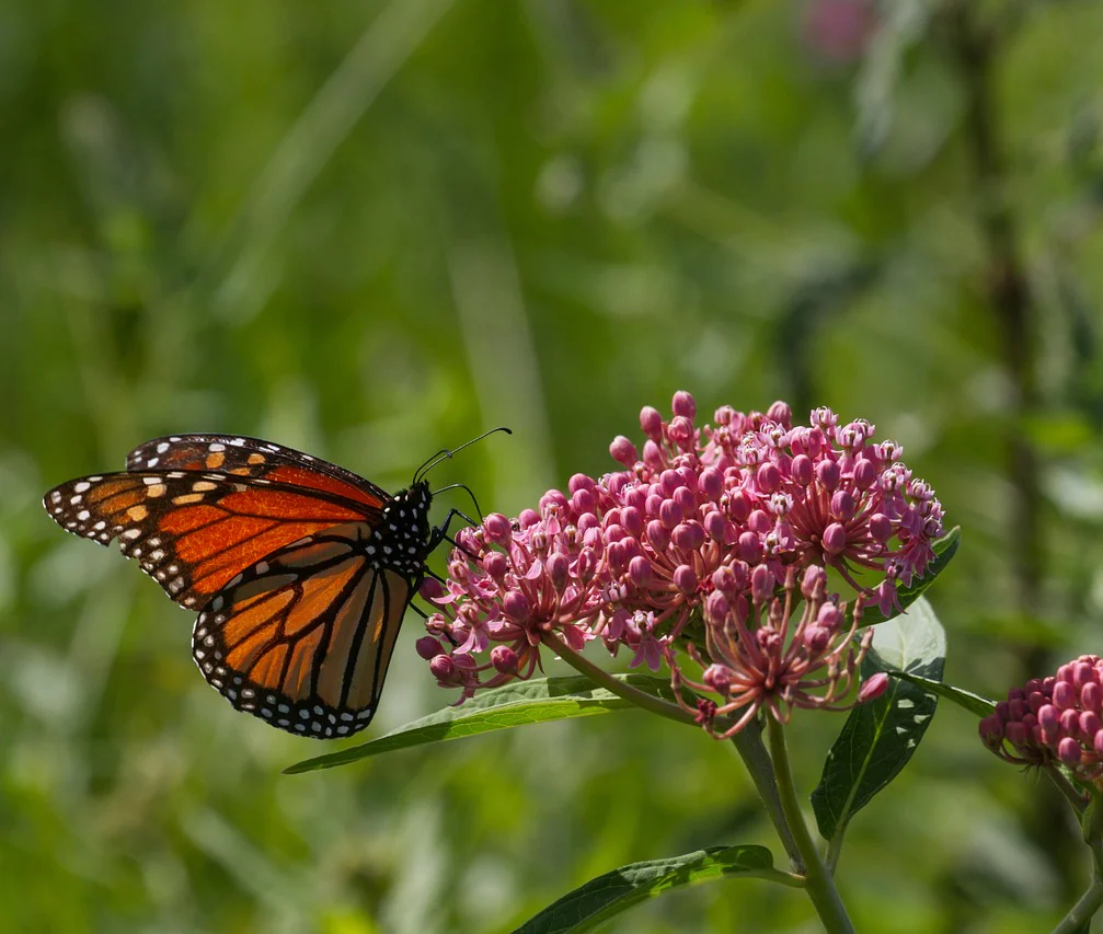 Asclepias incarnata <br>RED MILKWEED