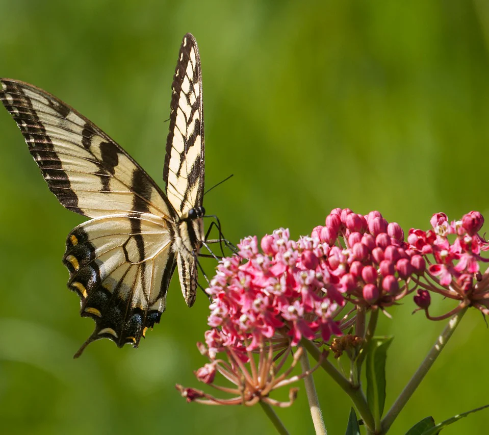 Asclepias incarnata <br>RED MILKWEED - Image 2