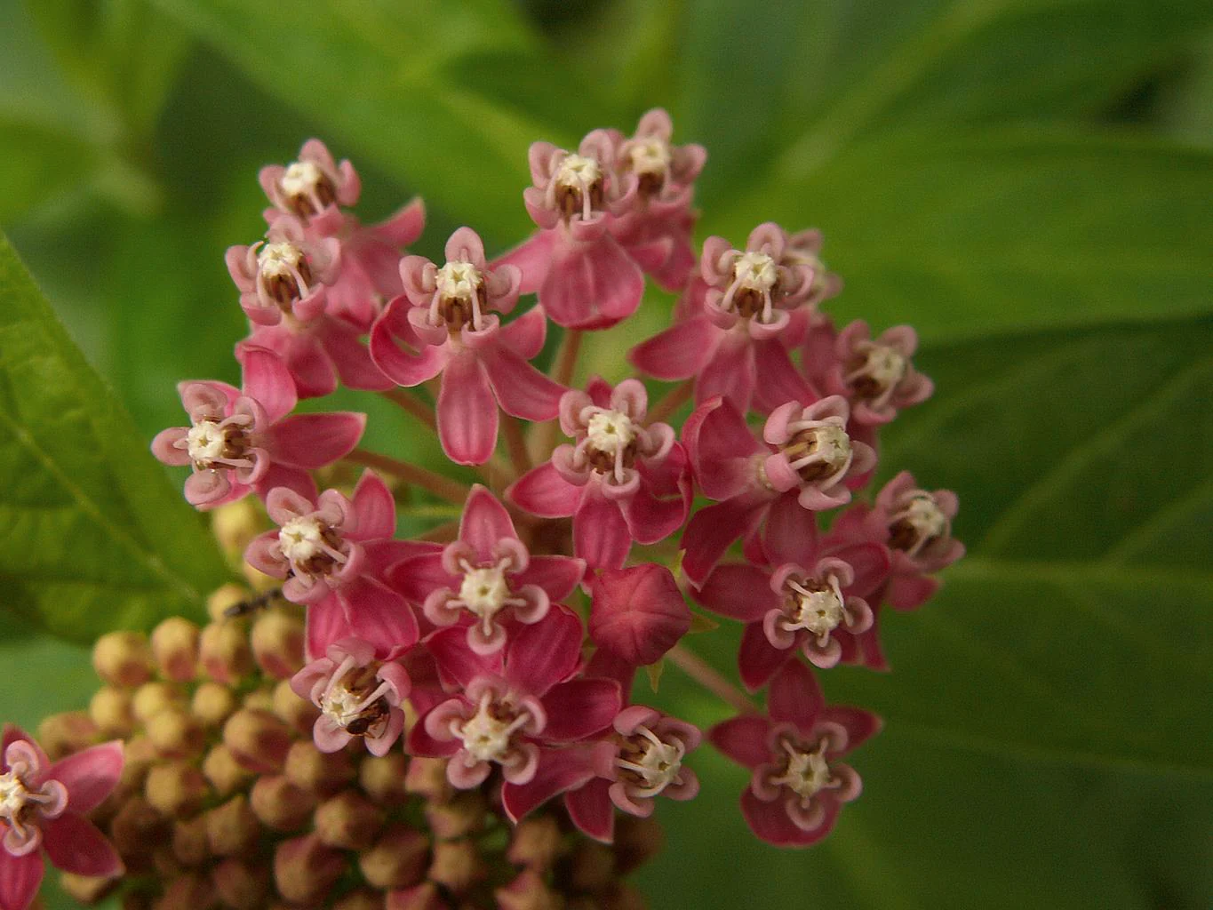 Asclepias incarnata <br>RED MILKWEED - Image 3