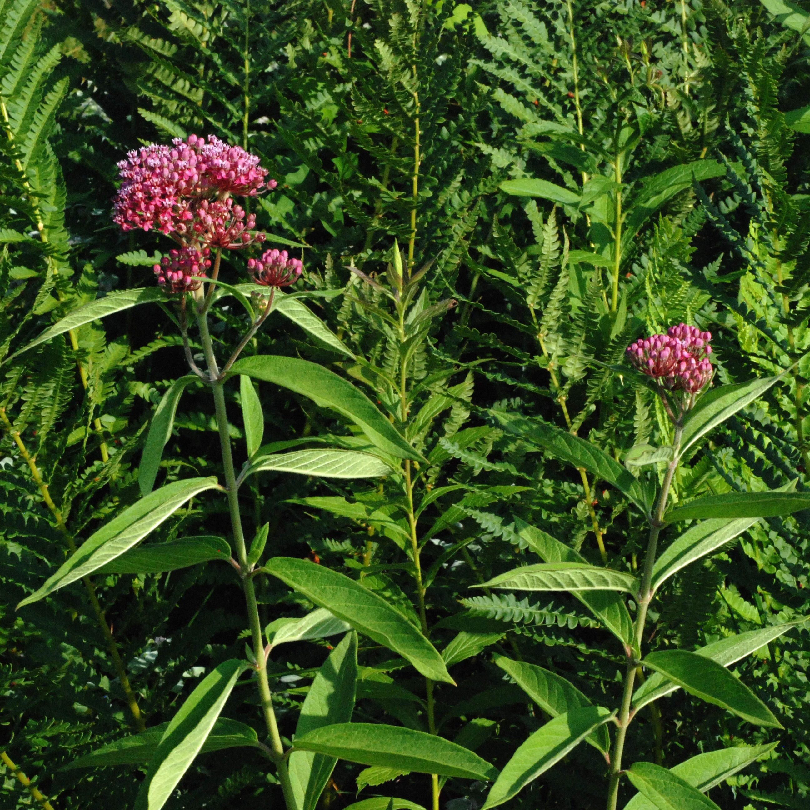 Asclepias incarnata <br>RED MILKWEED - Image 4