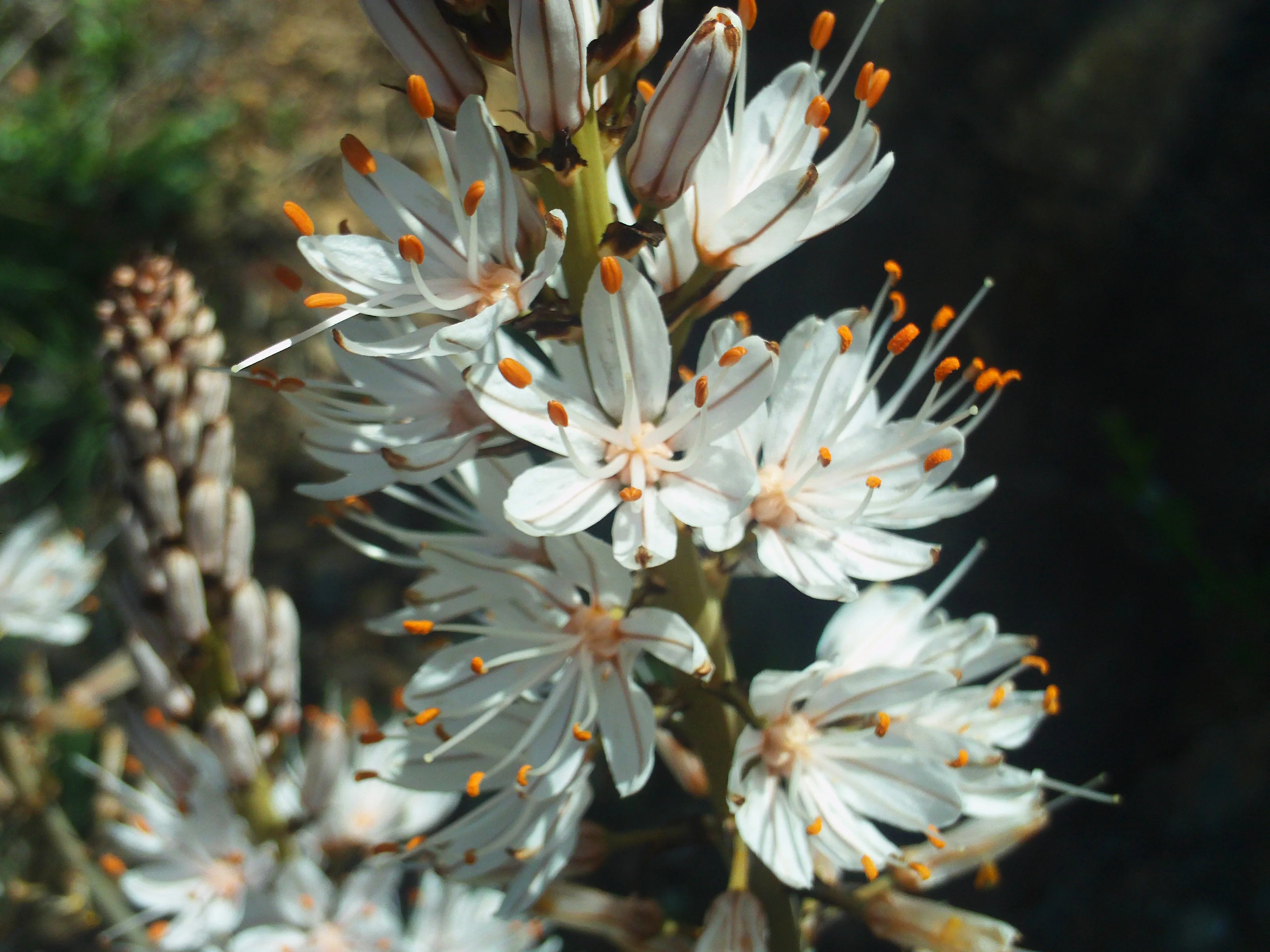 Asphodelus albus <br>WHITE ASPHODEL, KING'S SPEAR - Image 2