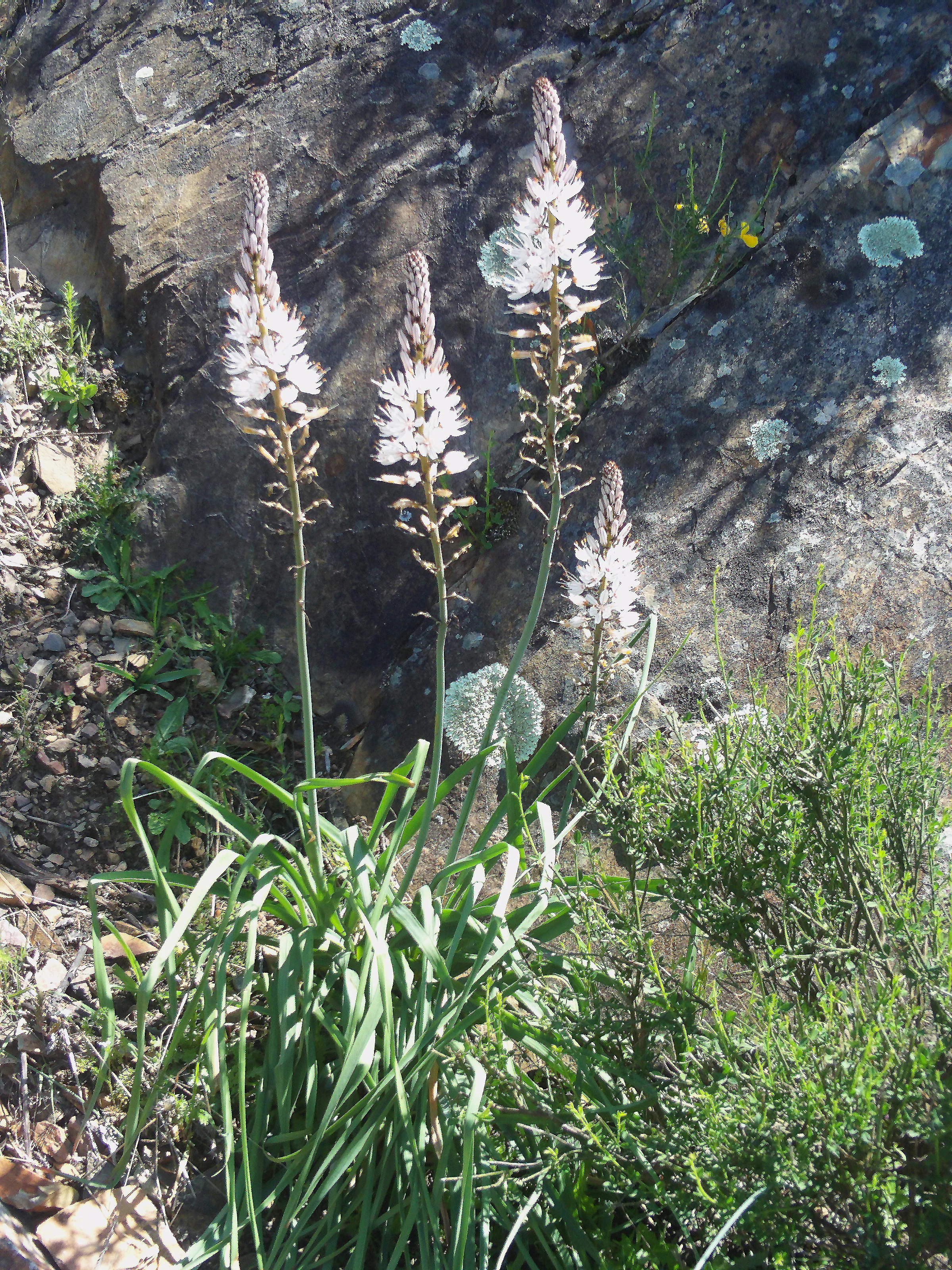 Asphodelus albus <br>WHITE ASPHODEL, KING'S SPEAR - Image 3