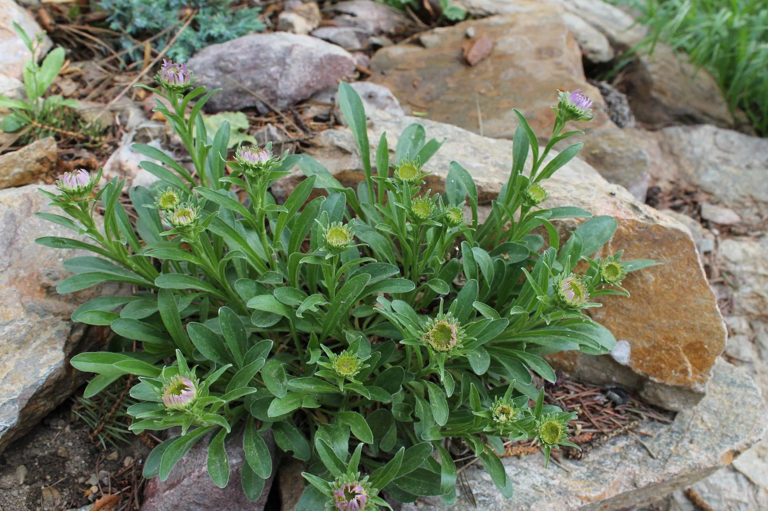 Aster alpinus <br>ASTER ALPINE MIX - Image 4